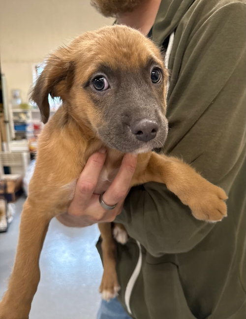Ugi, an adoptable dog