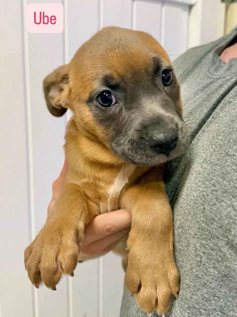 Ube - American Staffordshire Terrier