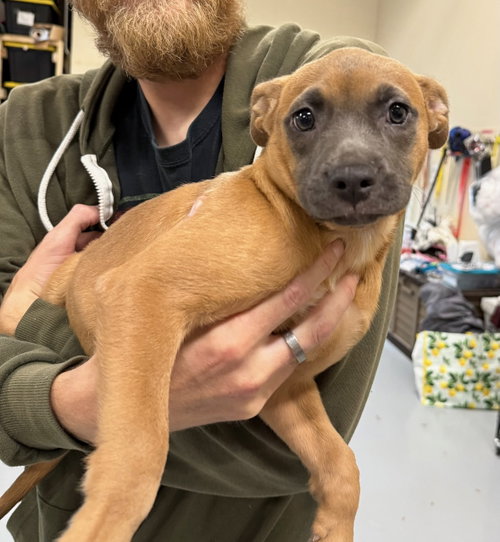Ube, an adoptable dog