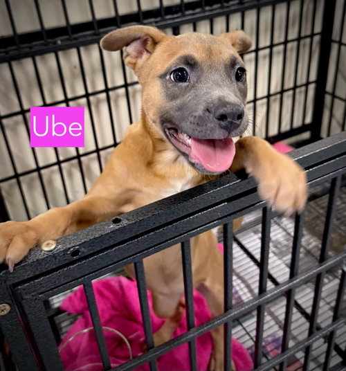 Photo 2 of Ube