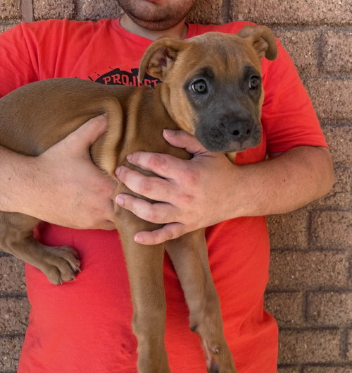 Ube, a dog for adoption from Project Hope Animal