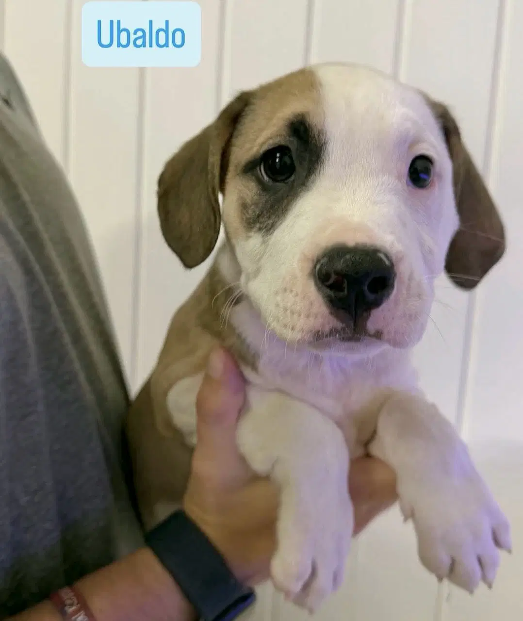 Ubaldo - American Staffordshire Terrier