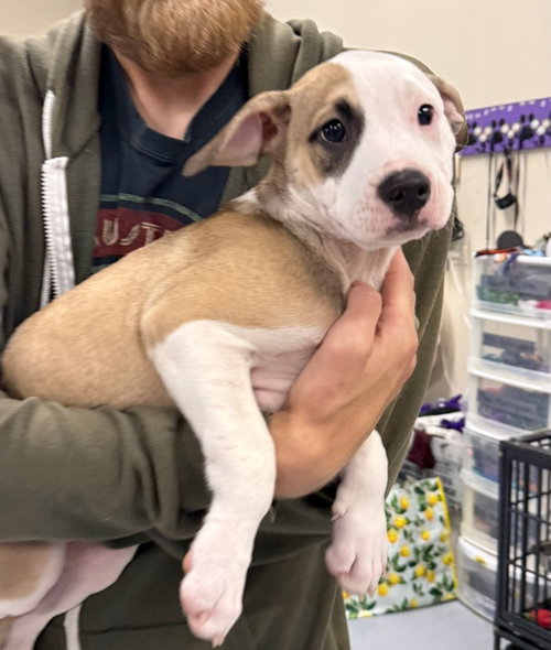 Ubaldo, an adoptable dog