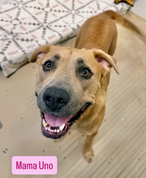 UNO, an adoptable dog