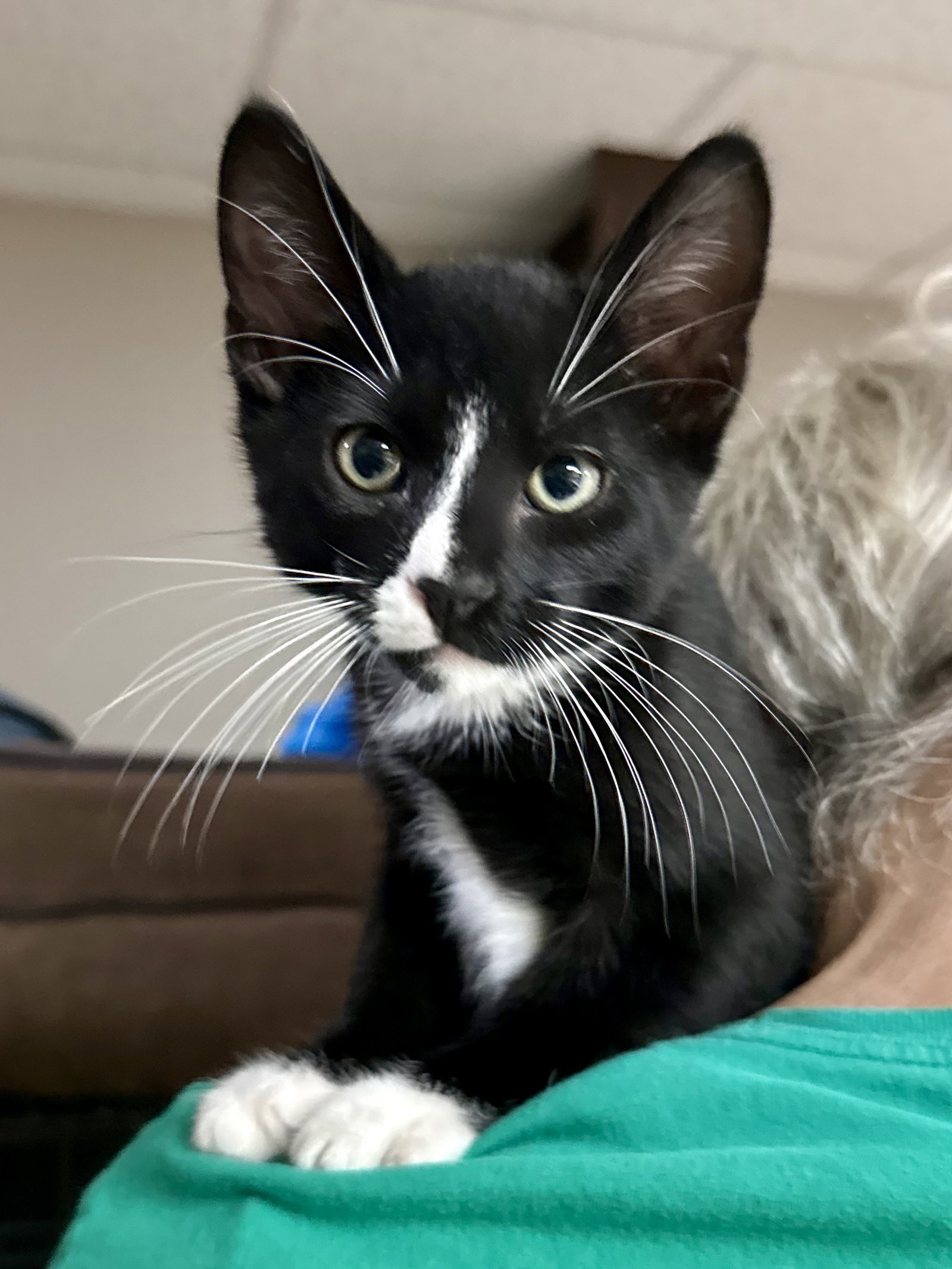 CAT - Licorice, Domestic Short Hair