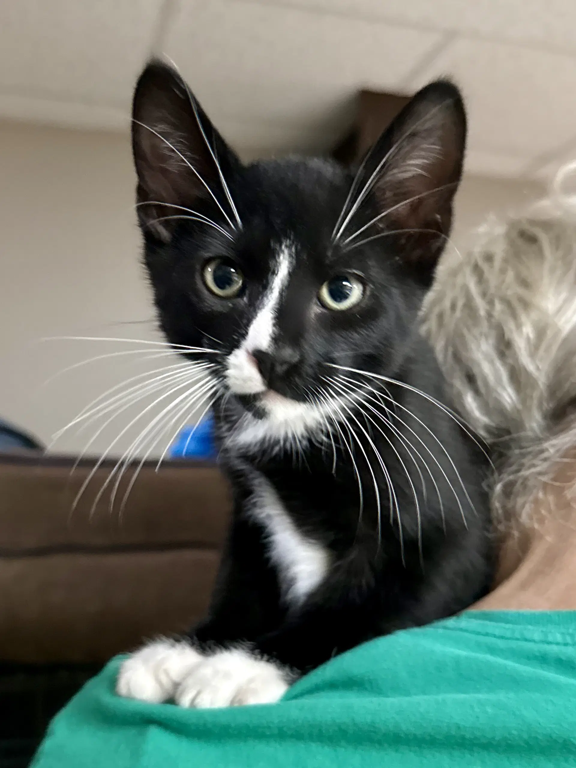 Cat - Licorice - Domestic Short Hair