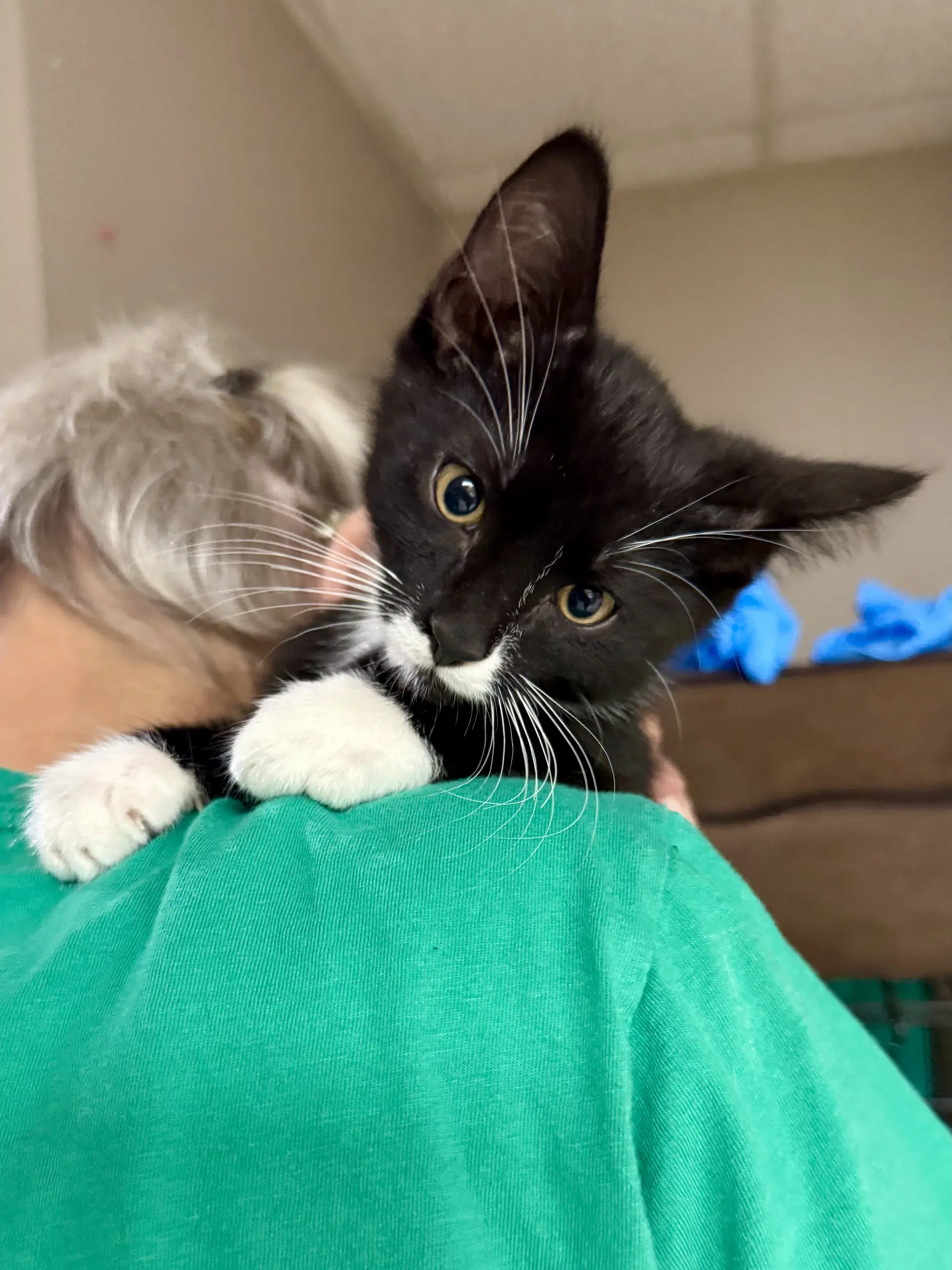 Cat - Mms - Domestic Short Hair