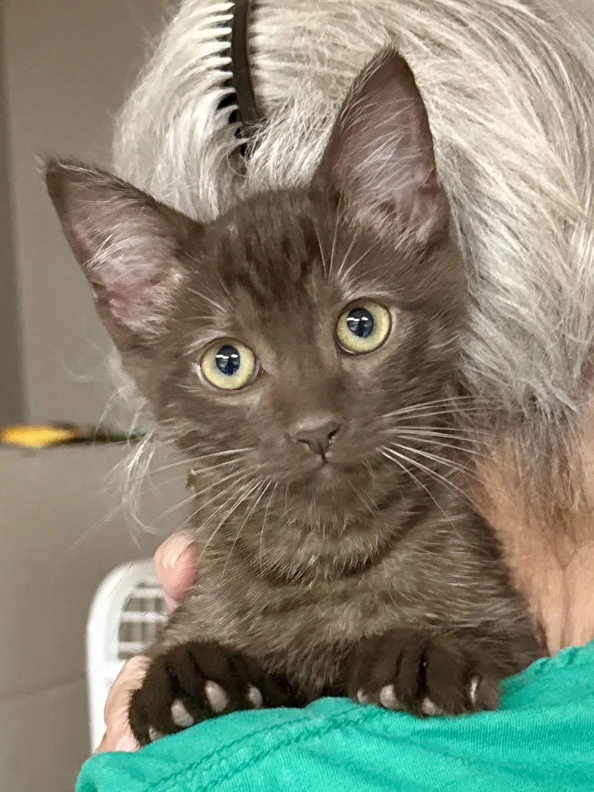 Cat - Hershey - Domestic Short Hair