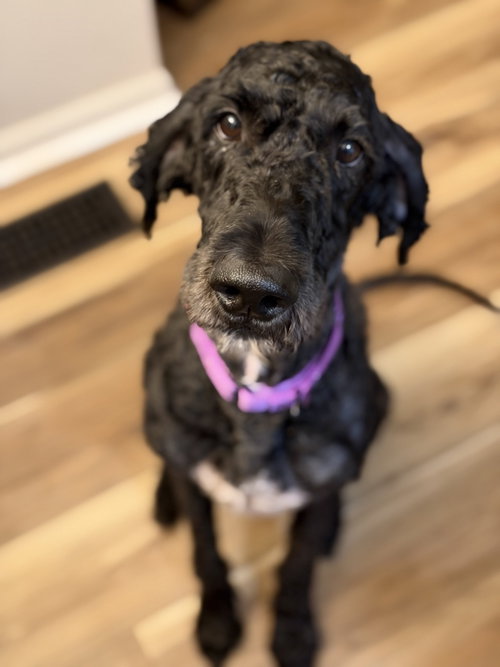 Sirius, an adoptable dog