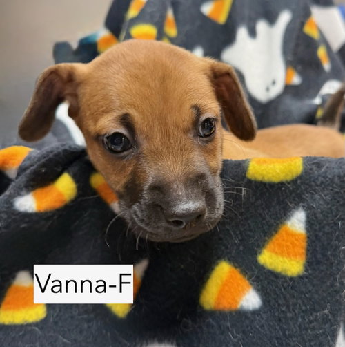 Vanna, an adoptable dog
