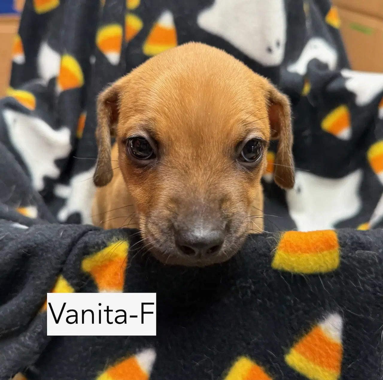 Vanita - Hound