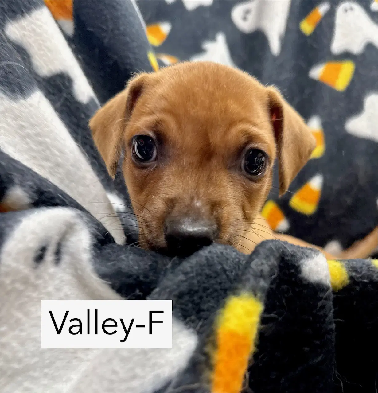 Valley - Hound