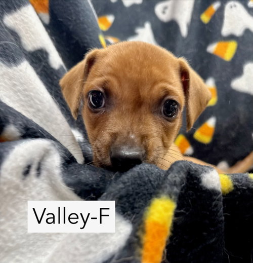Valley, an adoptable dog