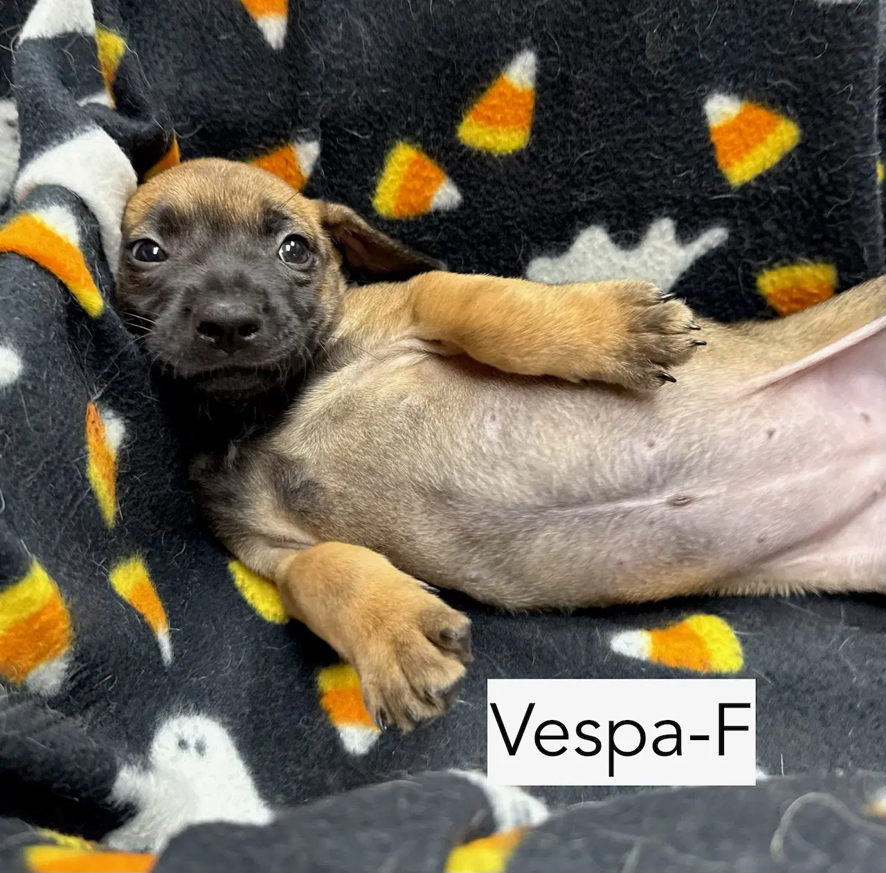 Vespa image 2