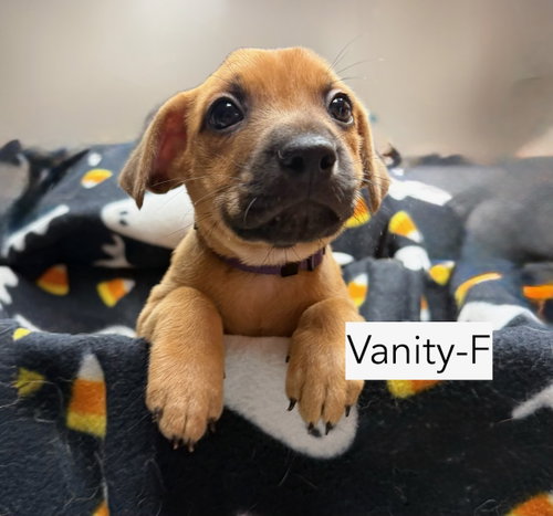 Vanity, an adoptable dog
