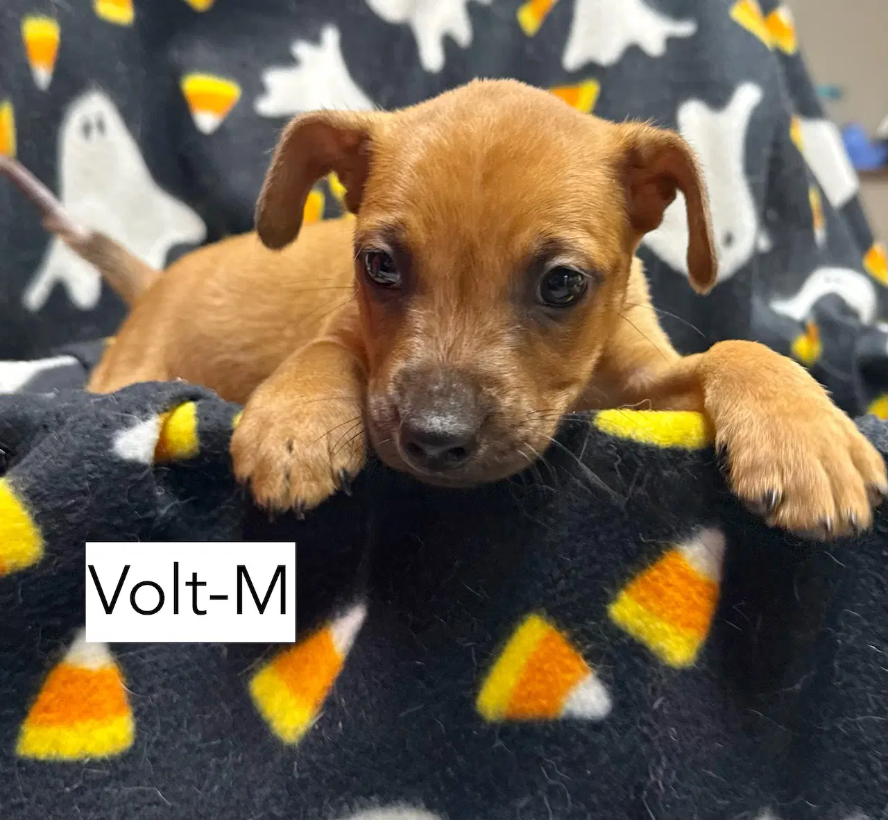 Volt image 2