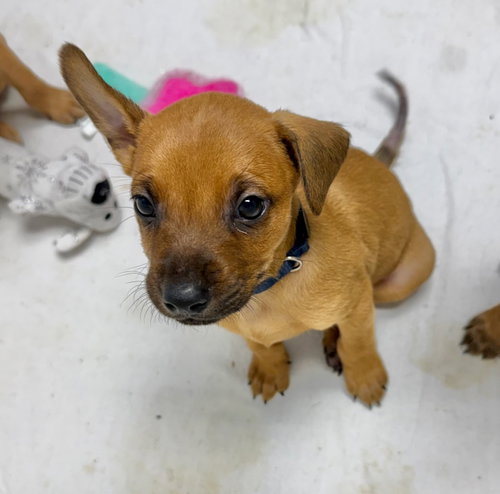 Volt, an adoptable dog