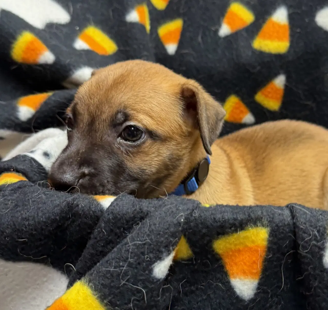 Volvo - Chihuahua