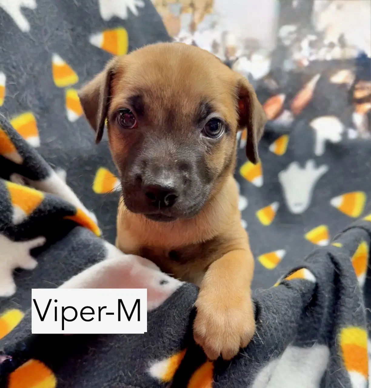Viper image 2
