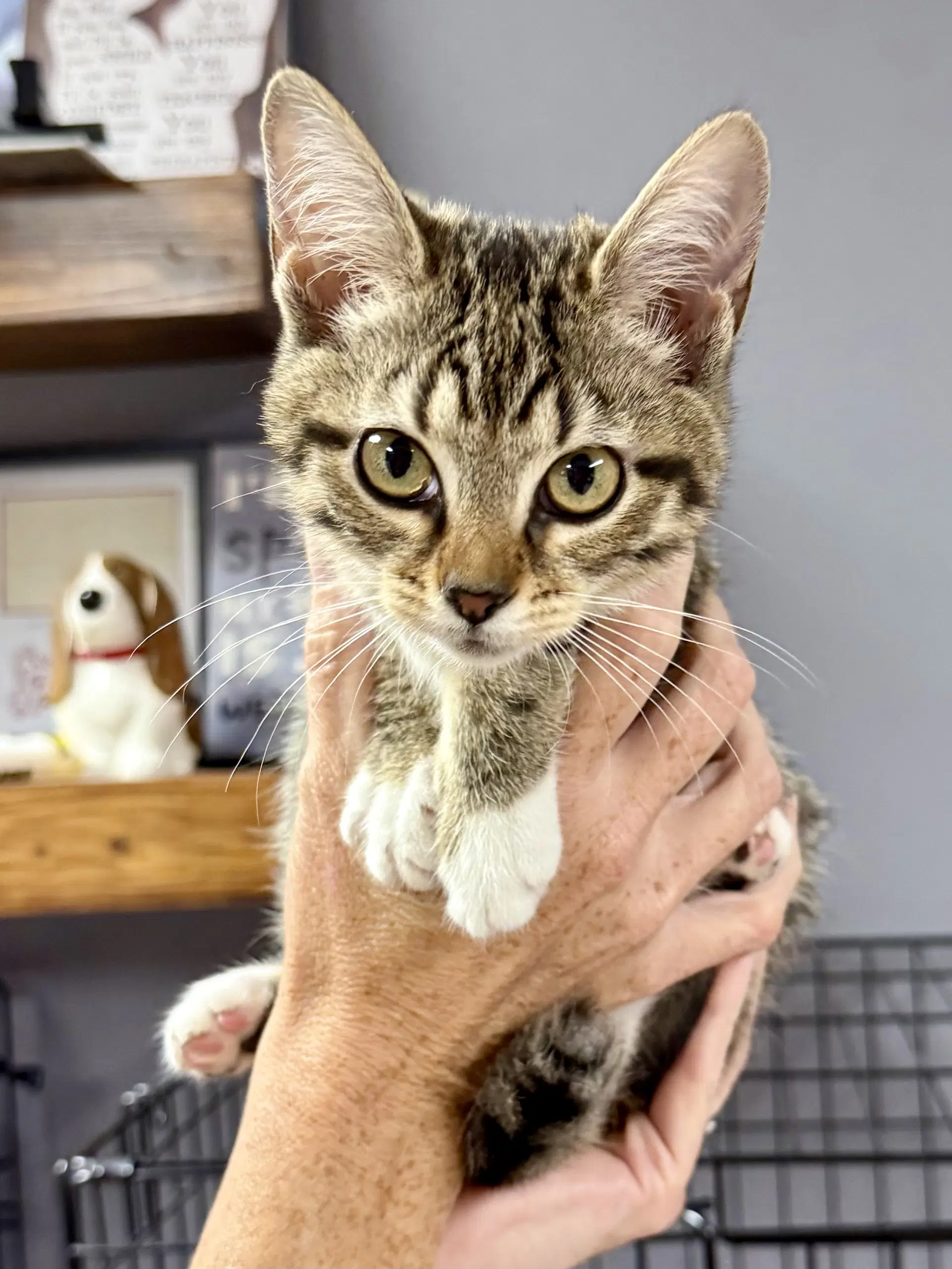 Cat - Cookie - Domestic Short Hair