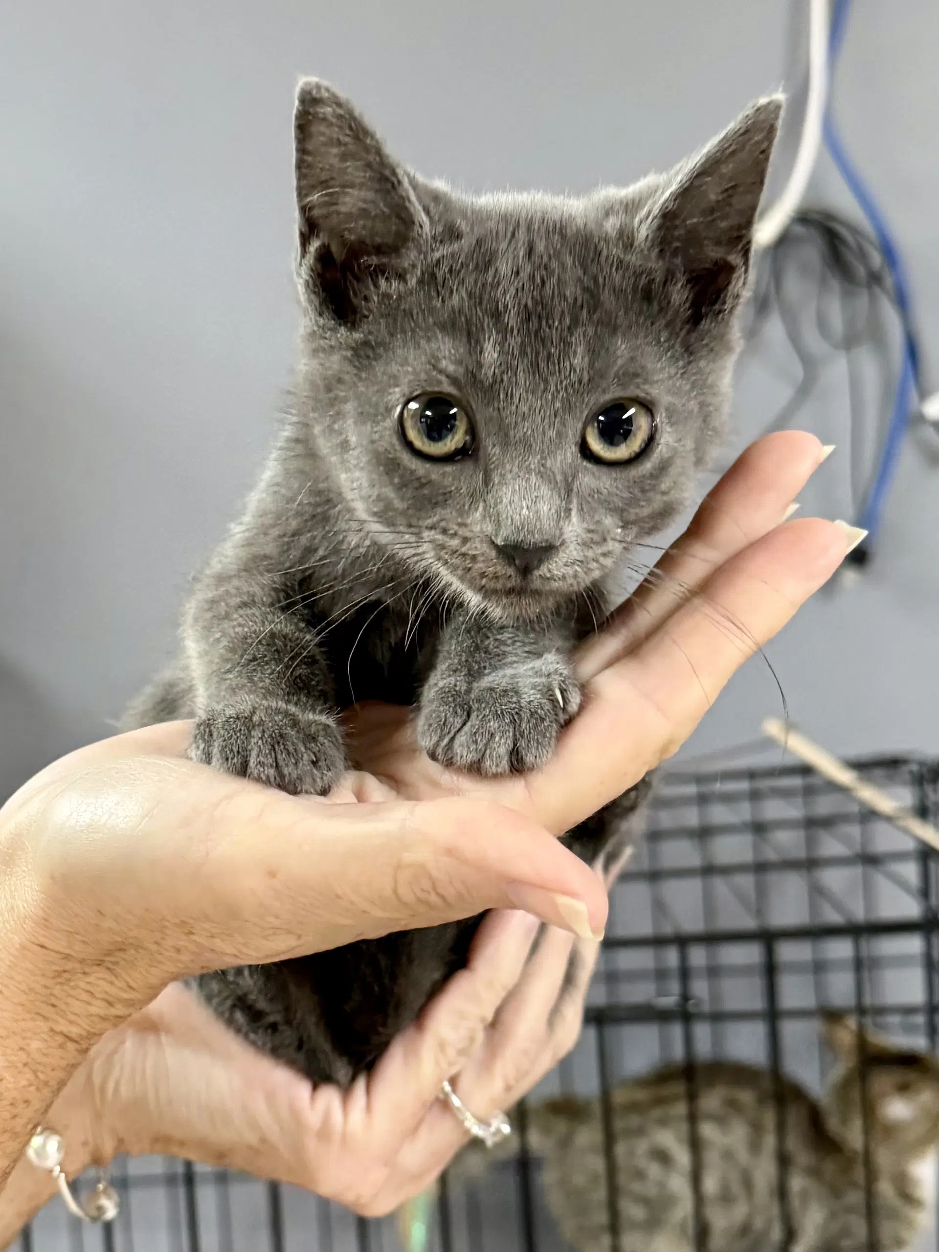 Cat - Pop Tart - Domestic Short Hair