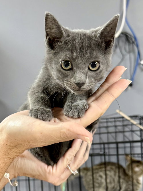CAT - Pop Tart, a cat for adoption from Project Hope Animal