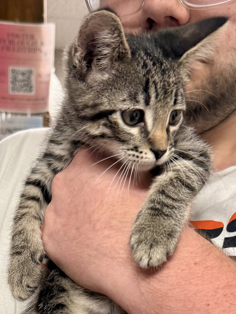 Cat, a male kitten up for adoption