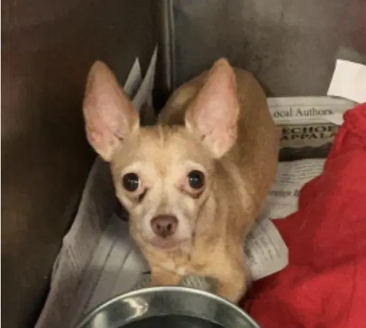 Rosita - Chihuahua