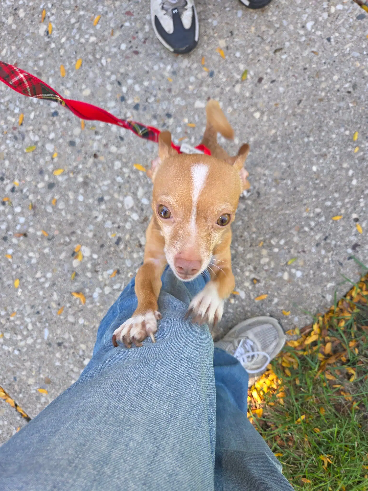 Taco - Chihuahua