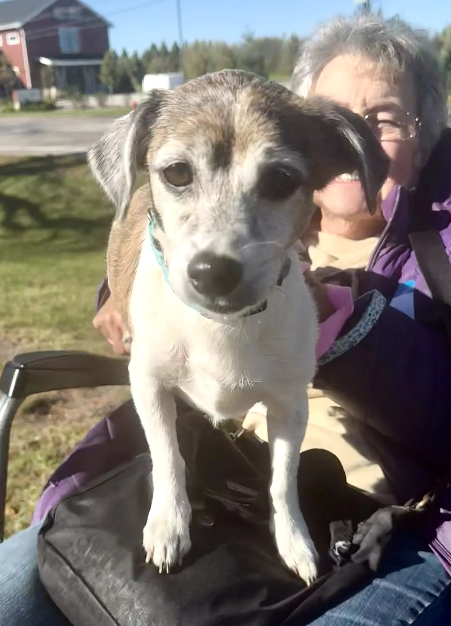Scooter - Terrier