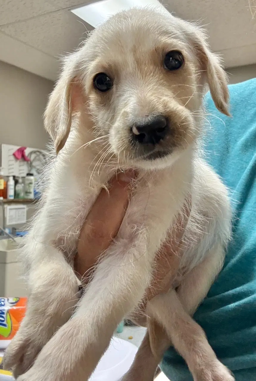 Xander - Golden Retriever