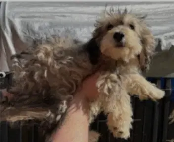 Izzy - Poodle (unknown type)