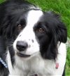 adoptable Dog in minerva, OH named Chloe"Sponsors Needed"