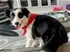 adoptable Dog in minerva, OH named Hanna Bonded Pair