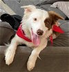 adoptable Dog in minerva, OH named Heidi Bonded Pair