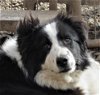adoptable Dog in minerva, OH named Drew