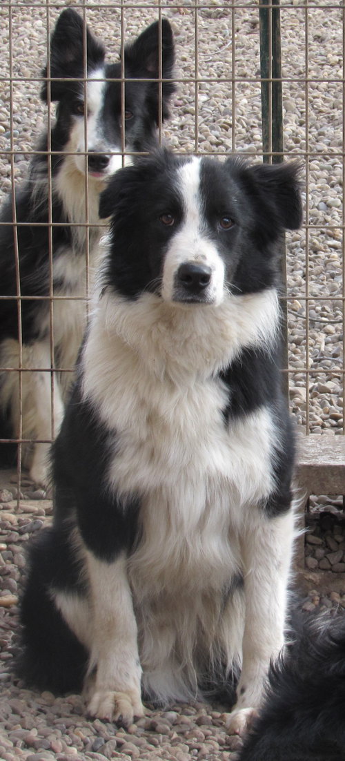 HAL - Border Collie available for adoption