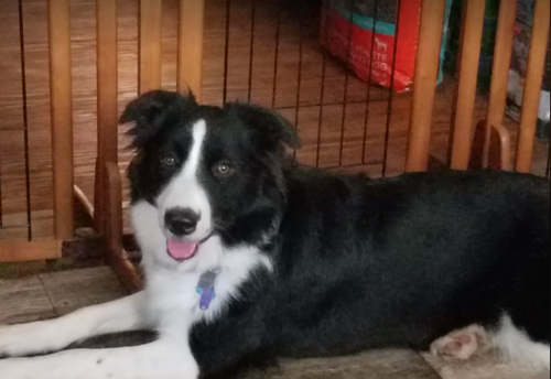 KIMMIE "I'VE BEEN ADOPTED - Border Collie available for adoption