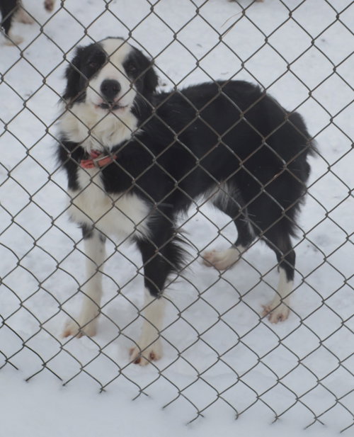 SUMMERS LACE - Border Collie available for adoption