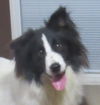 adoptable Dog in minerva, OH named Woofie
