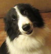 Woofie - Photo 2
