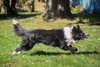 Tonka - Photo 2