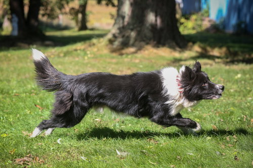 TONKA - Border Collie available for adoption