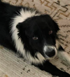 adoptable Dog in minerva, OH named Tonka