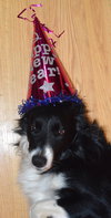 Rookie McGee "I've Been Adopted" - Photo 2