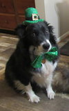 Rookie McGee "I've Been Adopted" - Photo 4