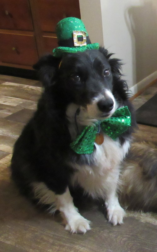 Photo 4 of Rookie McGee "I've Been Adopted"