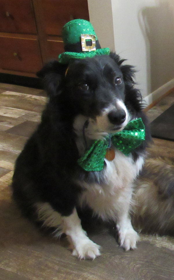 Rookie McGee "I've Been Adopted"
