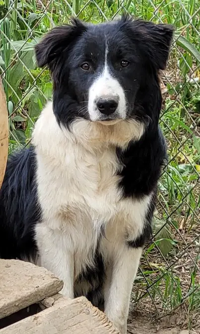 Tristan I've Been Adopted - Border Collie