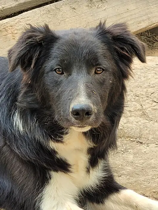 Leland I've Been Adopted - Border Collie